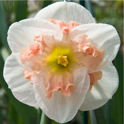 merveille rose jonquille