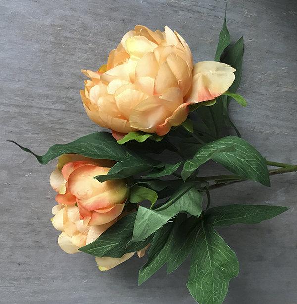 ดอกโบตั๋นครีม