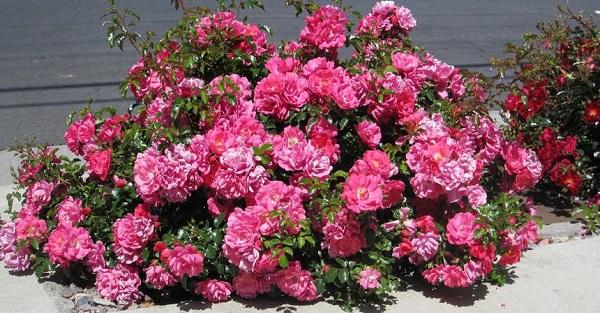 ดอกไม้ฮอลลีวูด