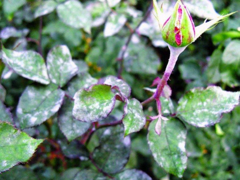 โรคราแป้งบนดอกกุหลาบ