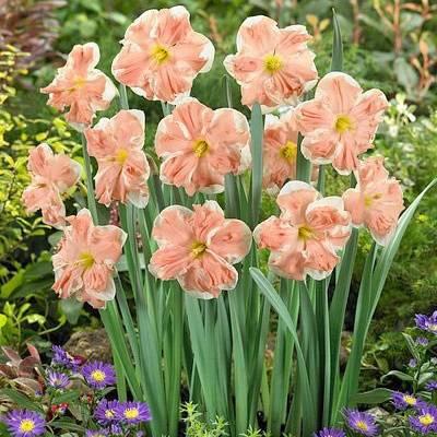 Narcisse tourbillon d'abricot