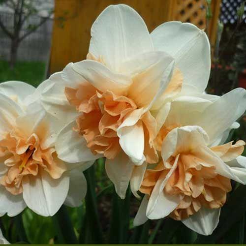 นาร์ซิสซัส โรซี่ คลาวด์