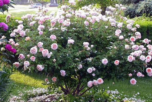 พุ่มไม้ดอกไม้