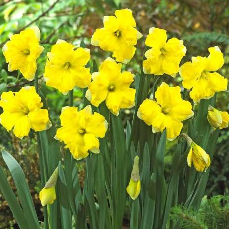 Chanterelle de Narcisse