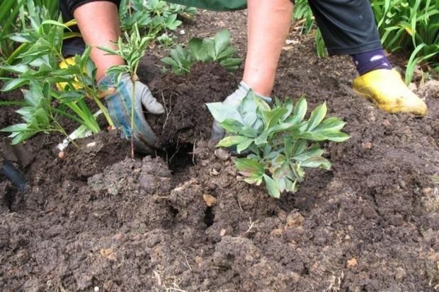 การปลูกถ่ายชิ้นส่วน