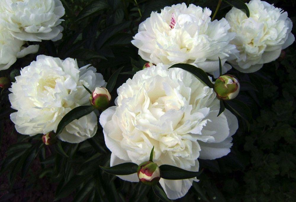 ดอกโบตั๋นสีขาว