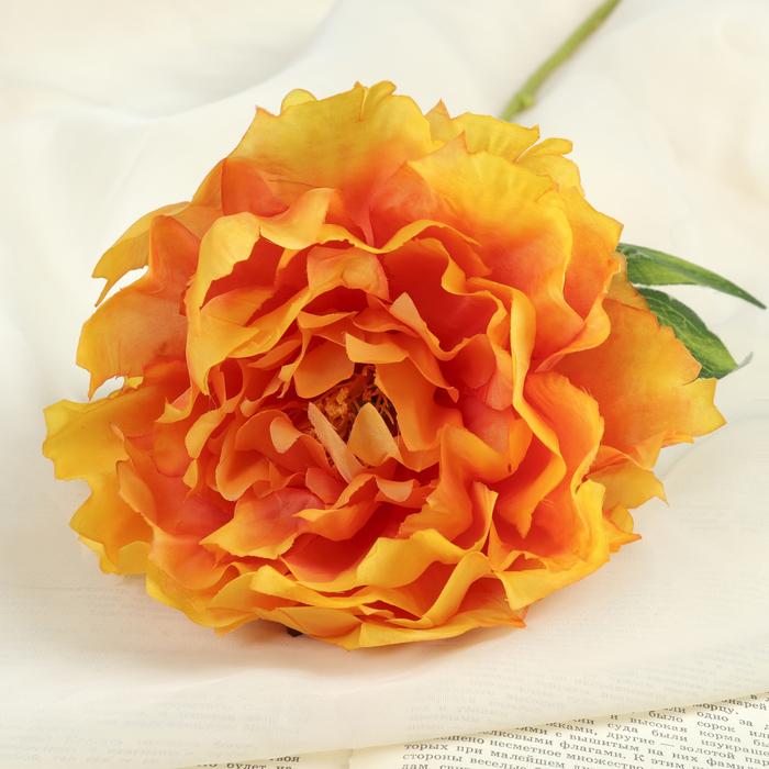 ดอกโบตั๋นสีส้ม