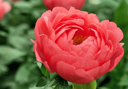 ดอกโบตั๋นปะการัง