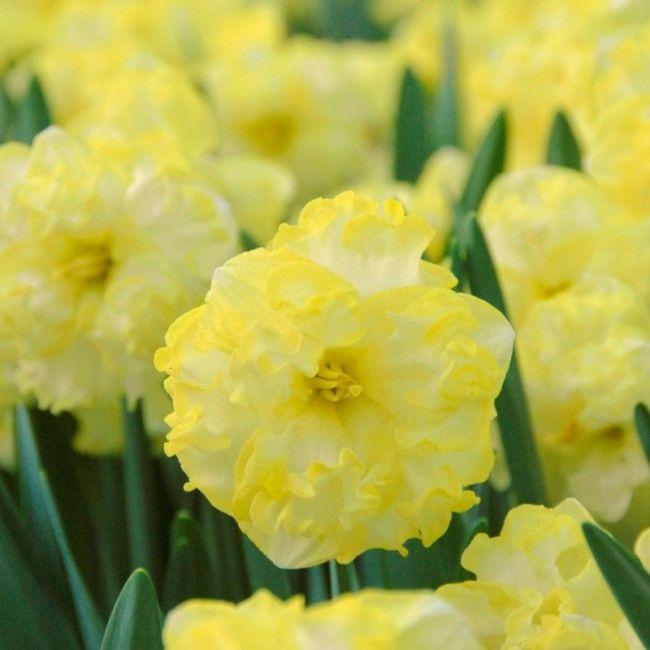 ดอกนาร์ซิสซัส ซันนี่ไซด์อัพ