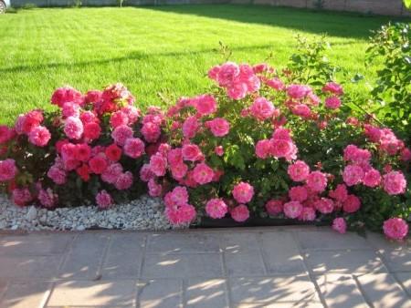 ฮอลลีวูด