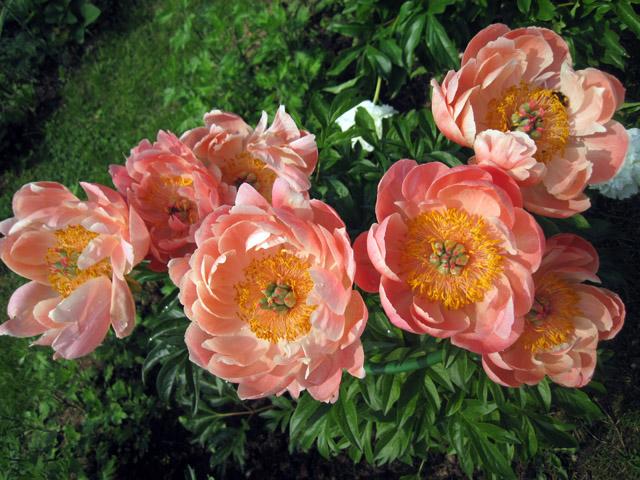 เอนโกลด์