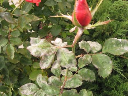 โรคราแป้งบนดอกกุหลาบ