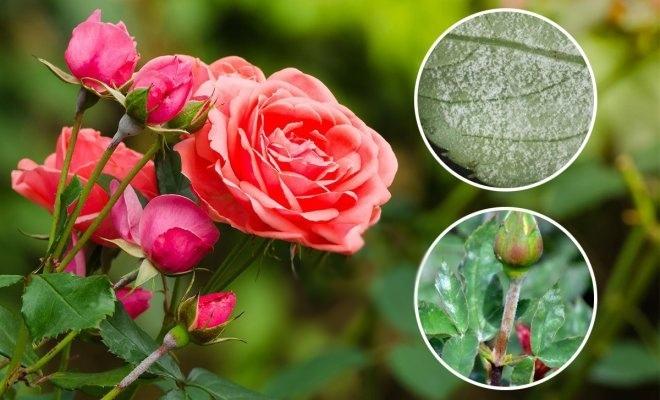 โรคราแป้งบนดอกกุหลาบ