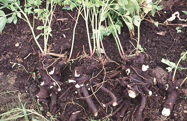 การปลูกดอกไม้