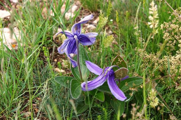 ดอกไม้ที่สวยงาม