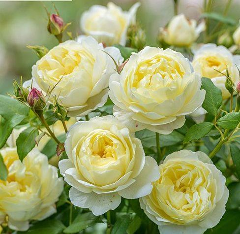 วาเนสซ่า เบลล์