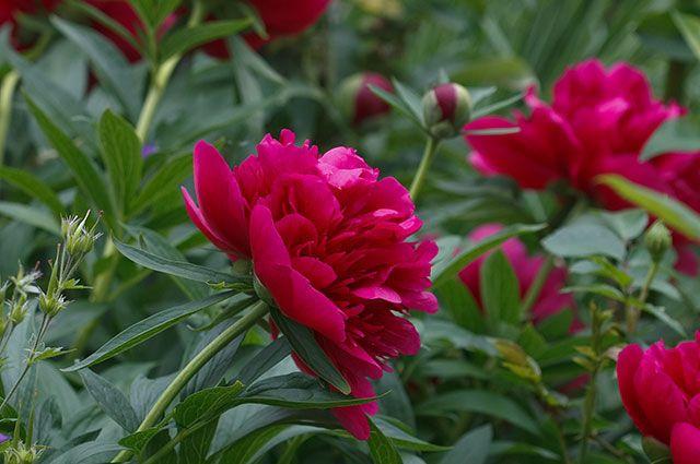 ดอกโบตั๋นแห่งชัยชนะ