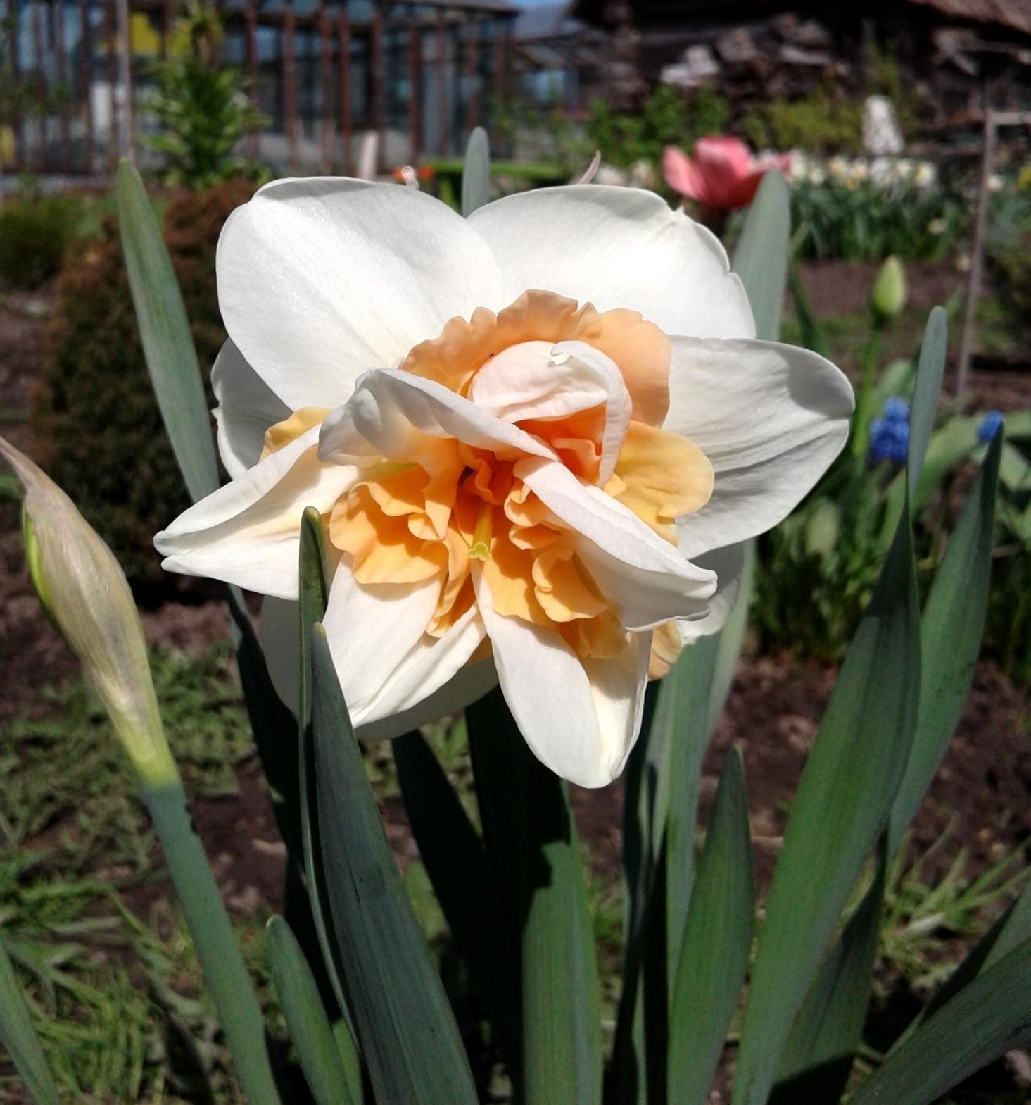 นาร์ซิสซัส โรซี่ คลาวด์