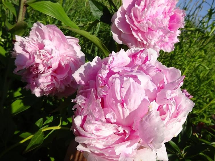 พีโอนี ซาราห์ เบอร์นาร์ด