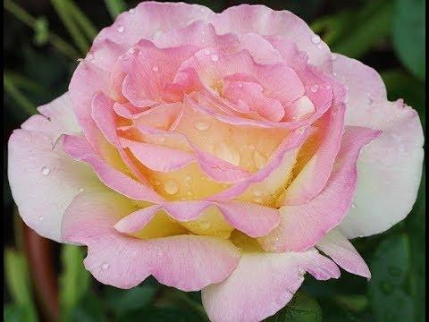 Rose Gloria Dei