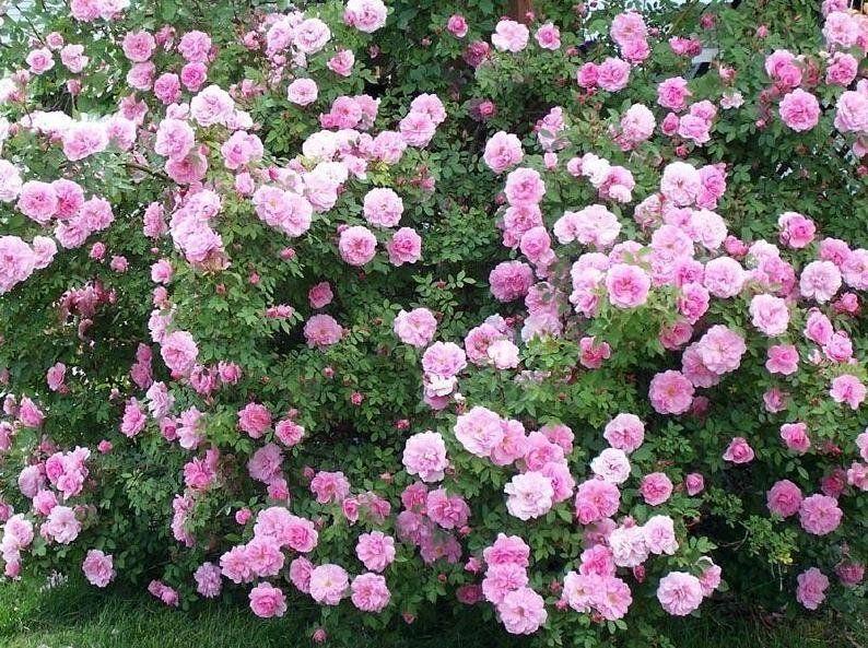 กุหลาบสวนสาธารณะแคนาดา