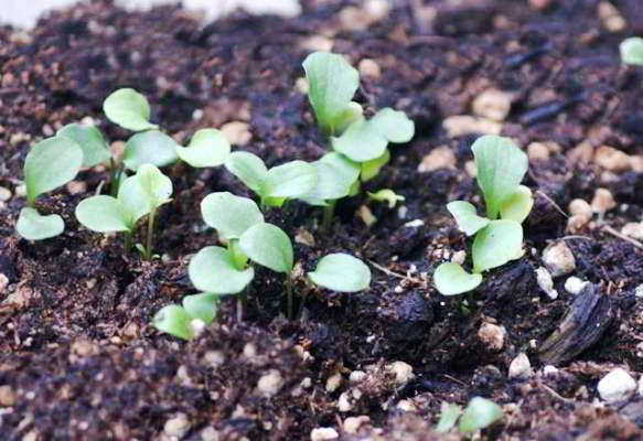 ต้นกล้าดอกไม้