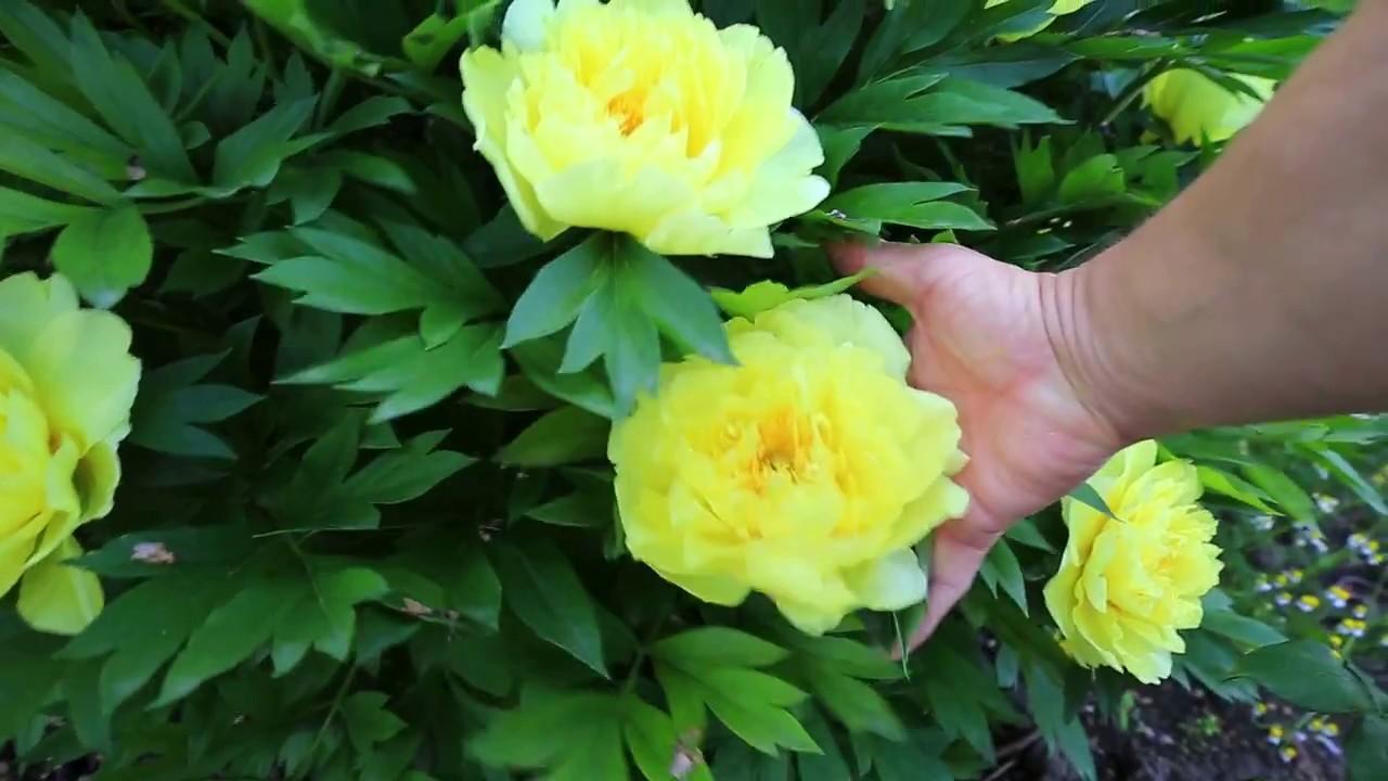 Description de la variété de pivoine hybride Bartzella, instructions de plantation et d'entretien