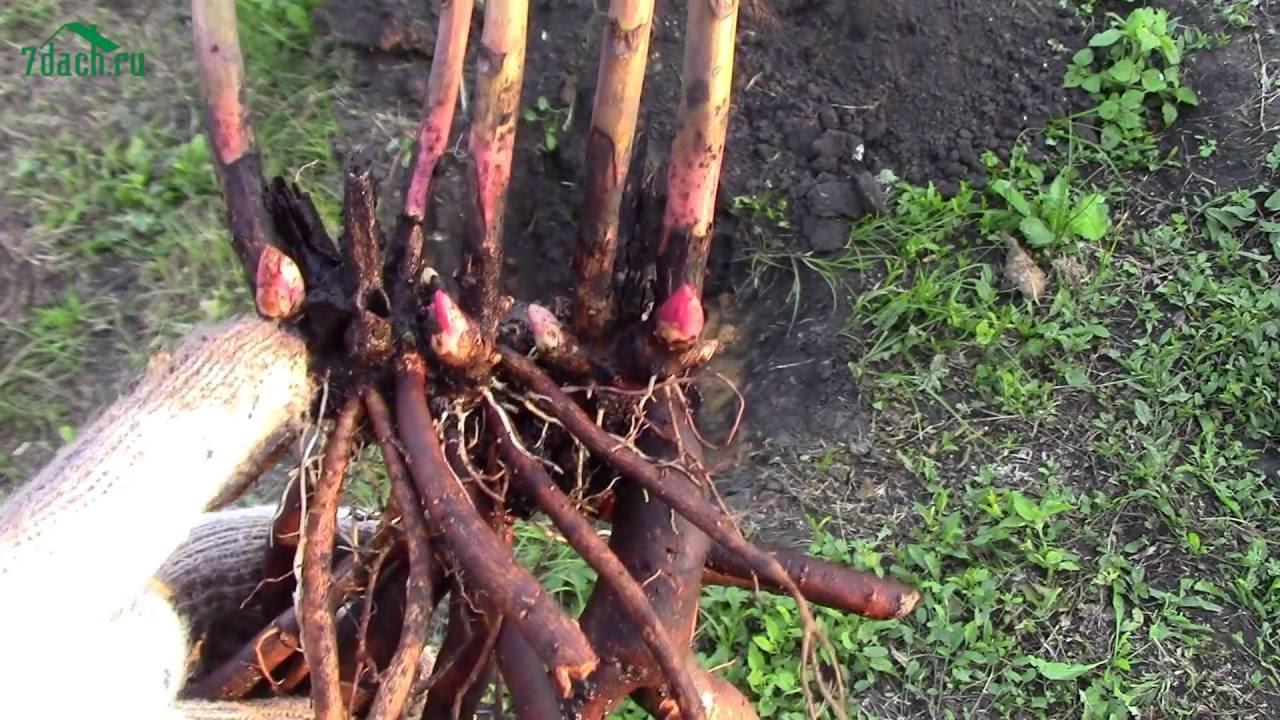 การปลูกถ่ายชิ้นส่วน