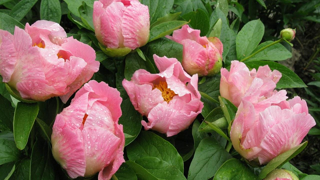 เอนโกลด์