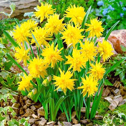 นาร์ซิสซัส ริป แวน วิงเคิล