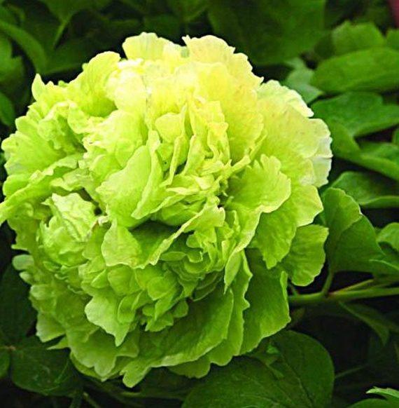 ดอกโบตั๋นสีเขียว