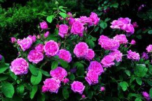 การปลูกและดูแลกุหลาบในสวนในพื้นที่โล่ง กฎการปลูก