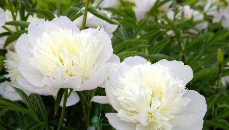 ดอกโบตั๋นสีขาว