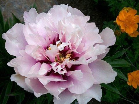 ดอกไม้ที่สวยงาม