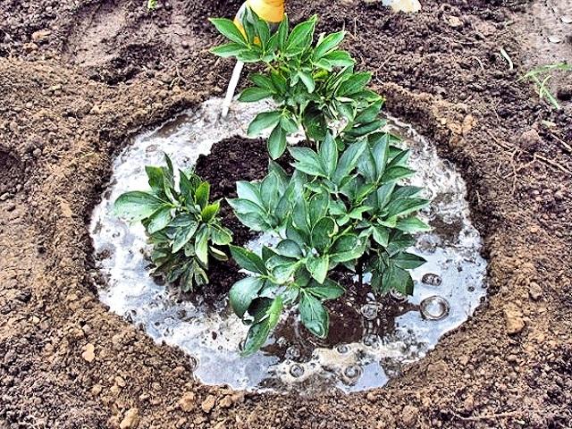 การรดน้ำดอกไม้