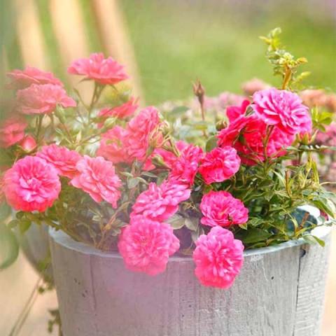 ฮอลลีวูด