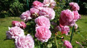 คำอธิบายและลักษณะของดอกโบตั๋นพันธุ์ Sarah Bernhardt คำแนะนำการปลูกและการดูแล