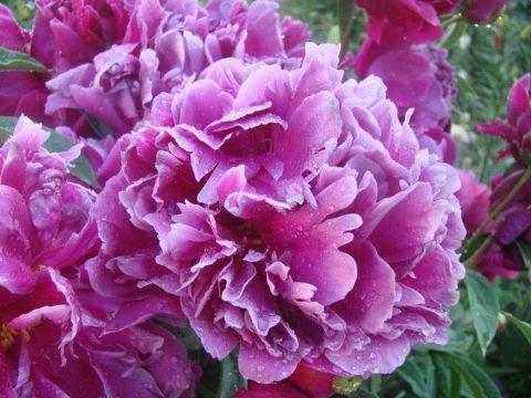 ดอกโบตั๋นสีม่วง