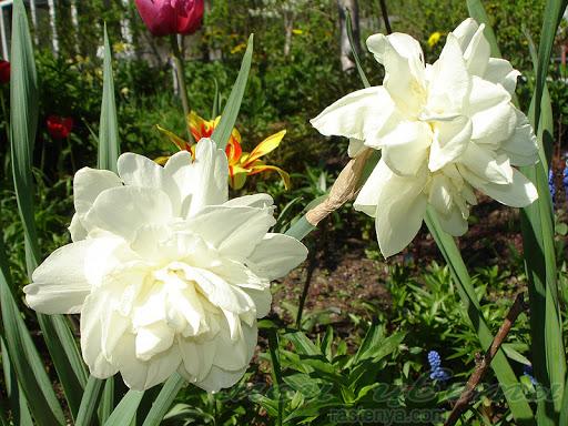 ฉันจะให้ดอกนาร์ซิสซัสแก่คุณ