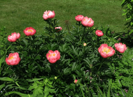 ดอกโบตั๋นโตพีกา