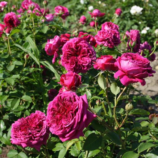 ดอกกุหลาบที่สวยงาม