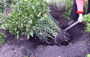 เวลาที่ดีที่สุดในการย้ายปลูกดอกโบตั๋น แผนการและเทคโนโลยีในการดำเนินการ