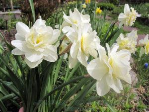 ลักษณะและลักษณะของดอกแดฟโฟดิลคู่ Obdam การปลูกและการดูแลรักษา