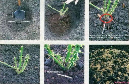 การปลูกกุหลาบ