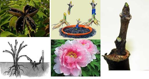 boutures de pivoines