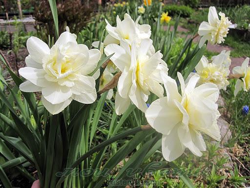 ฉันจะให้ดอกนาร์ซิสซัสแก่คุณ