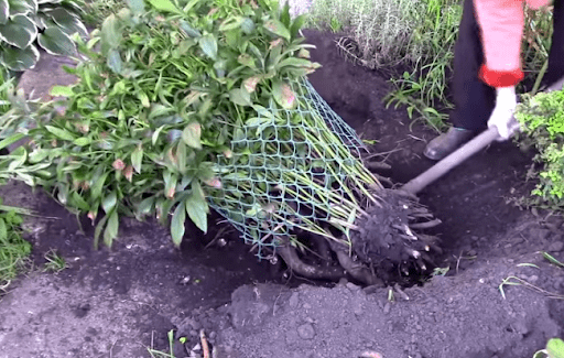 การปลูกดอกไม้