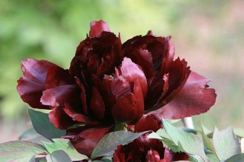 ดอกโบตั๋นสีดำ