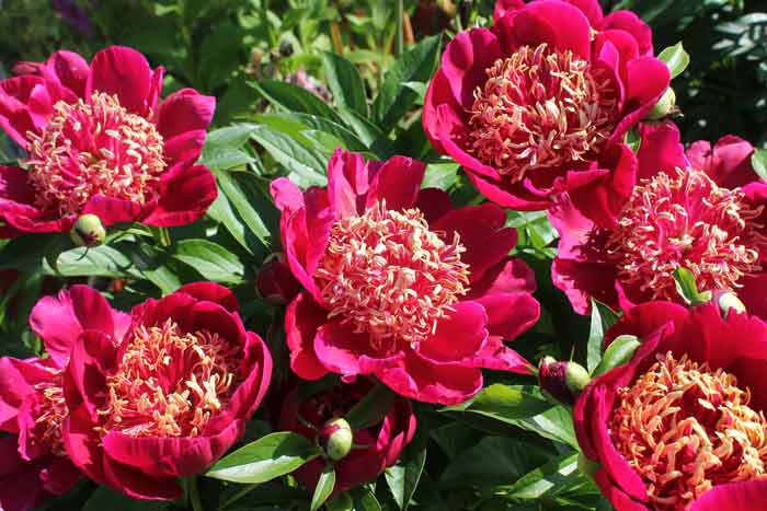 พุ่มดอกโบตั๋น