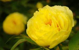 คำอธิบายและลักษณะของดอกโบตั๋นพันธุ์ต่างๆ พันธุ์และชื่อพันธุ์ที่ดีที่สุด